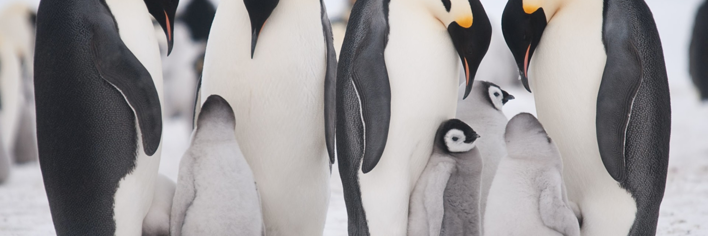 Emperor penguin families at Snow Hill