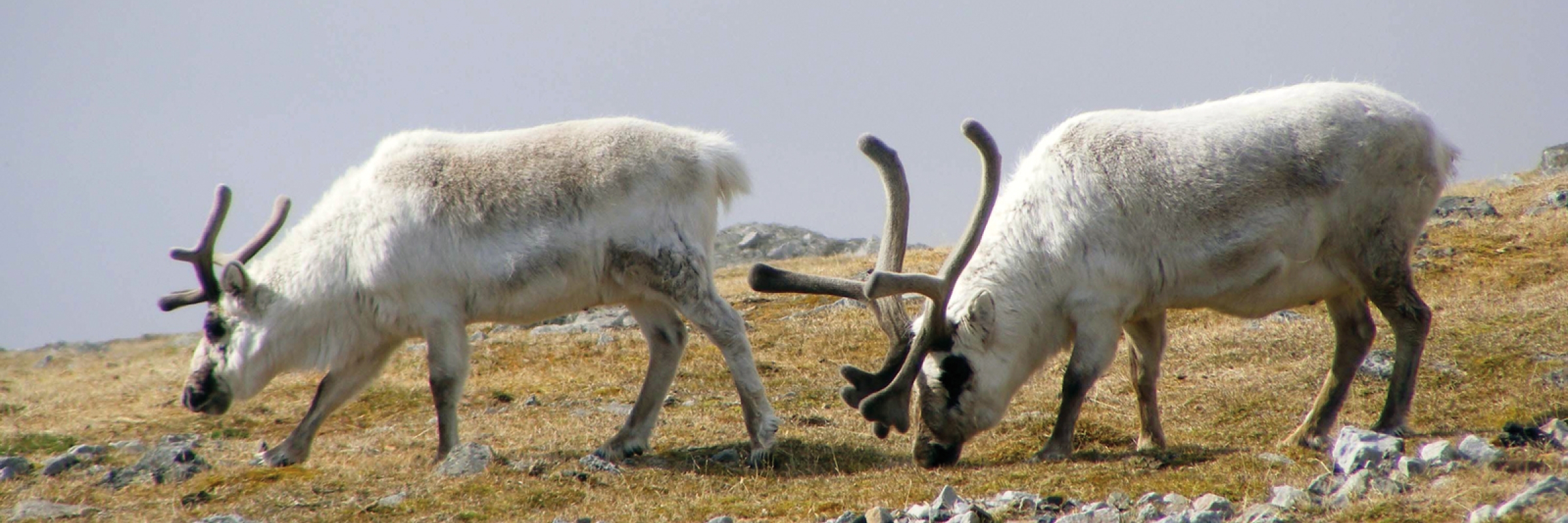 Reindeer grazing in Spitsbergen