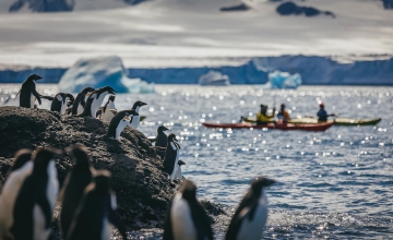 Passengers kayaking near penguins