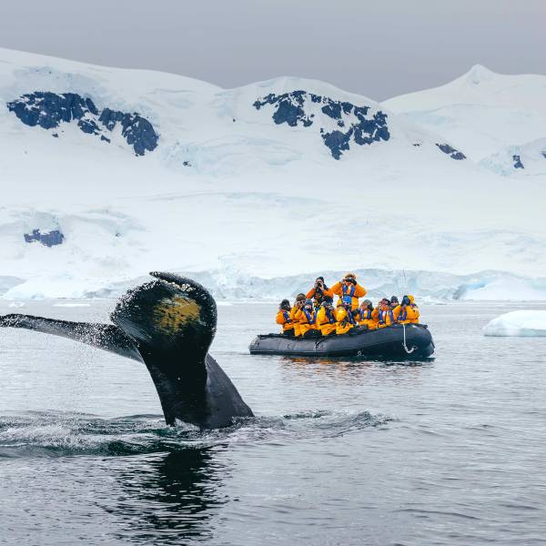 Expedition guets on a zodiac boat view a whale's tail in the water
