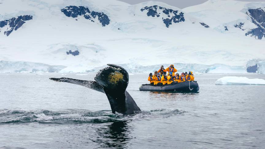 Expedition guets on a zodiac boat view a whale's tail in the water