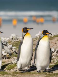 King Penguins