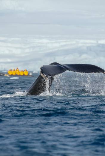 橡皮艇巡航 (Zodiac Cruising)