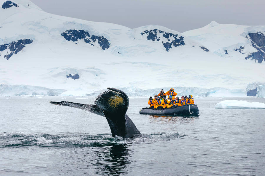 Expedition guets on a zodiac boat view a whale's tail in the water