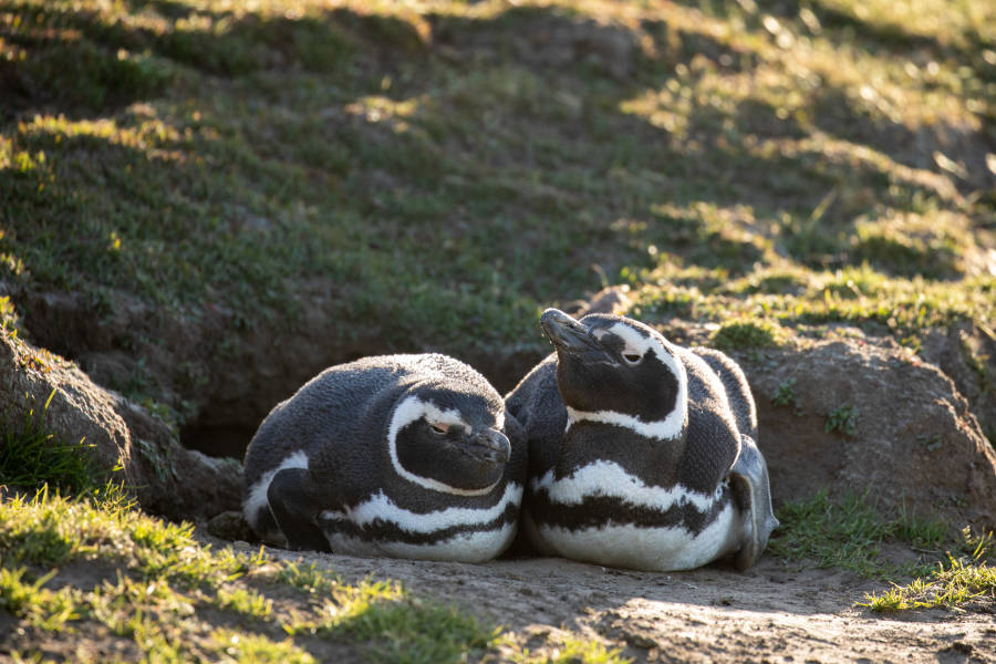 福克兰群岛（Falkland Islands）