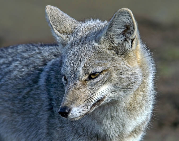 巴塔哥尼亚 (Patagonia)