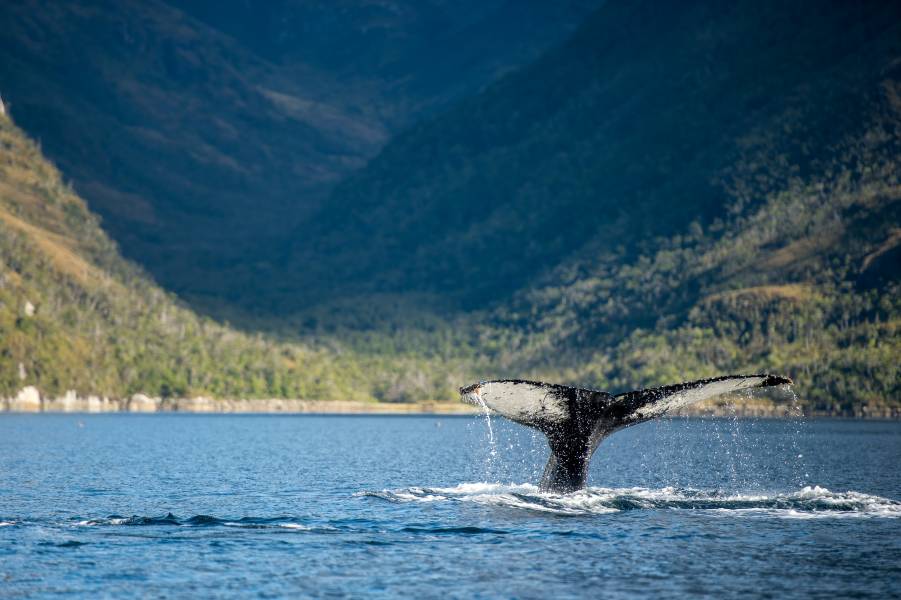 A humpback whale tail (or flukes) peek out of the water in the West Strait of Magellan at Paso Shag.