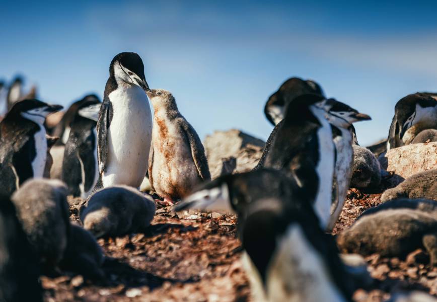 An adult chinstrap penguin feeds its chick by dropping food in its beak after returning from sea. Other penguins can be seen in the frame.