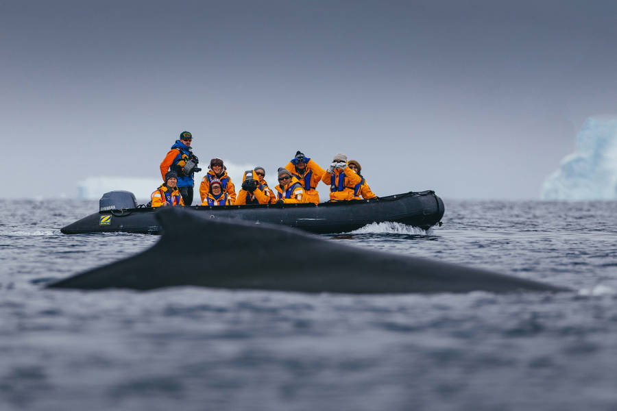 Guests in a zodiac witness a whale breaching in the Antarctic Peninsula.
