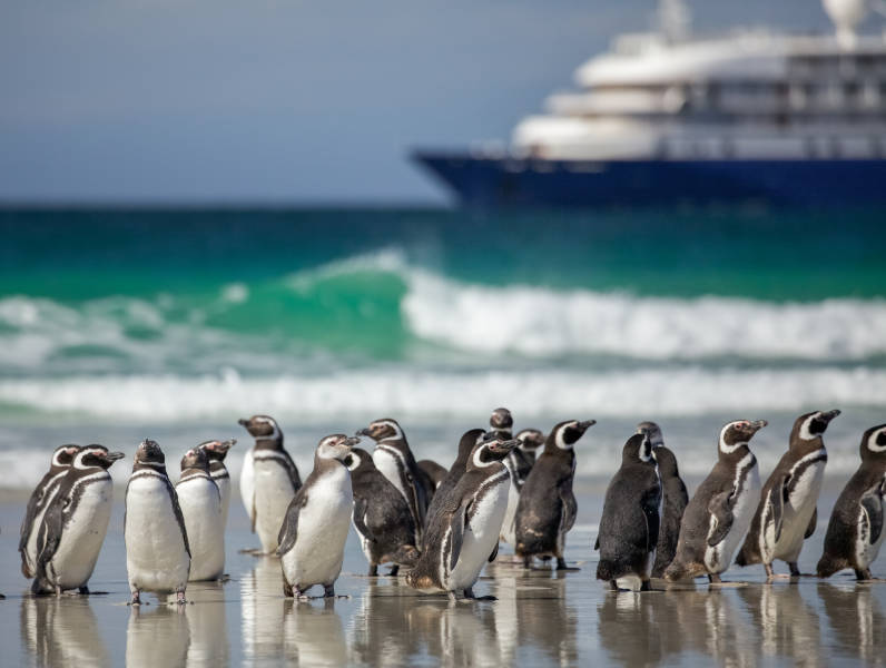 A group of Magellanic penguins stand on the beach in the Falkland Islands (Islas Malvinas). A ship is seen in the distance.