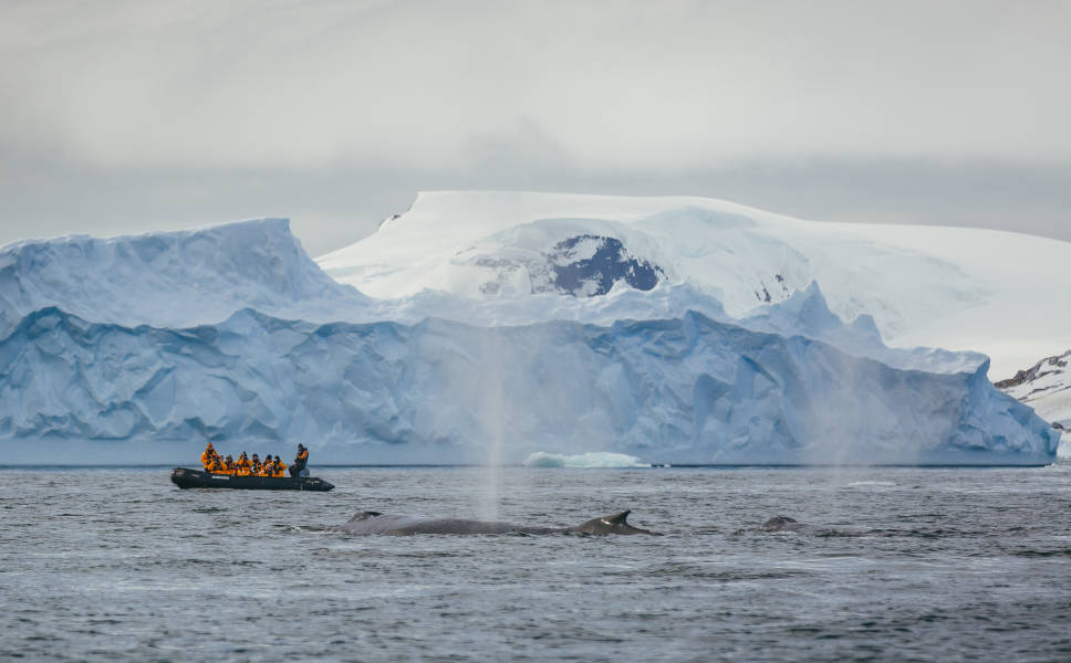 Guests in a zodiac witness a whale breaching in the Antarctic Peninsula.