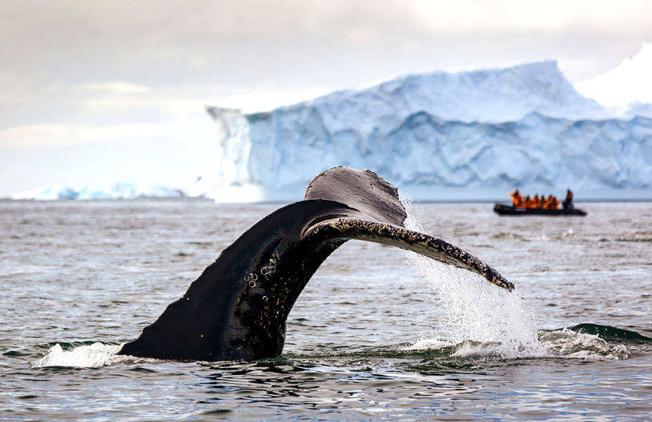A humpback whale tail is spotted in Antarctic waters. A Zodiac boat with an Expedition Guide and guests look on in the background.