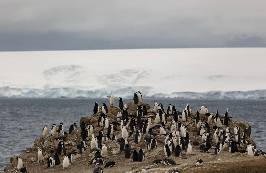 A large group of nesting Chinstrap and Gentoo penguins on rocky outpost.