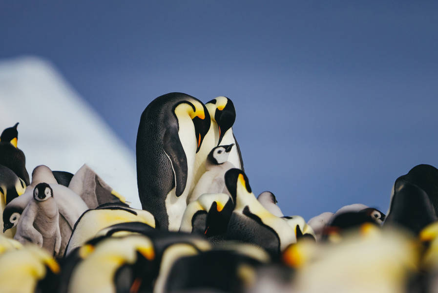 Emperor Penguin Quest:  Expedition to Snow Hill