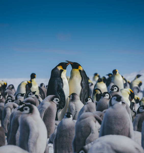 Emperor Penguins at Snow Hill