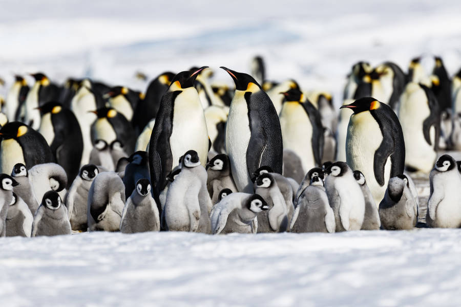 Emperor Penguin Quest: Expedition to Snow Hill