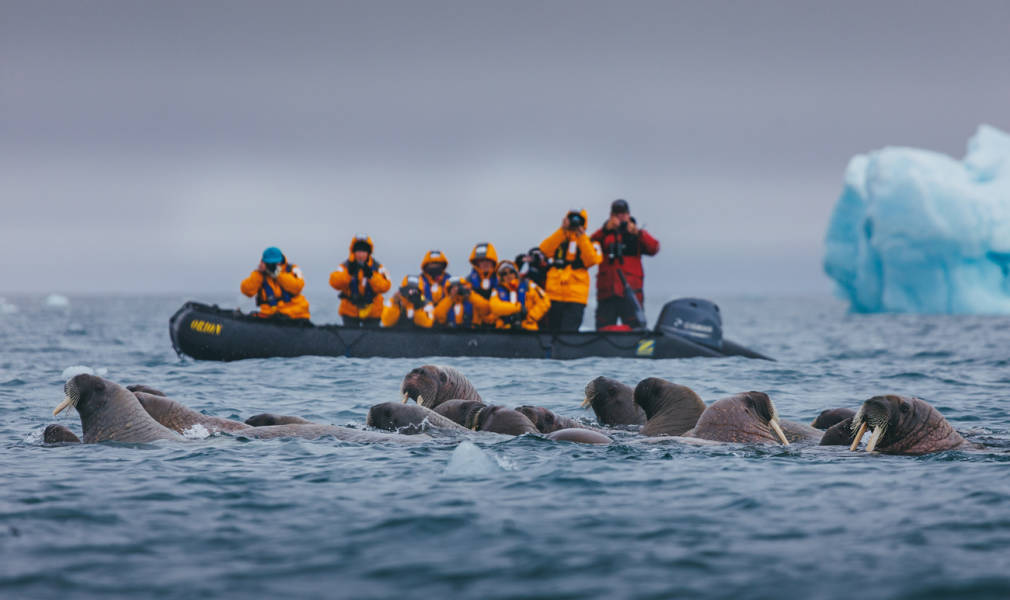 Guests in a Zodiac encountering a group of Walrus