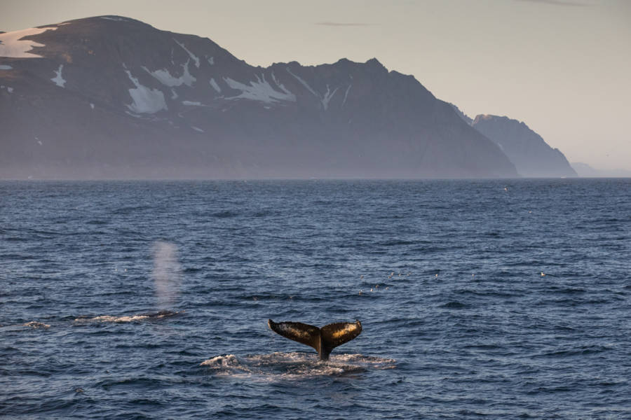 Humpback Whales, Hurry Inlet, East Greenland