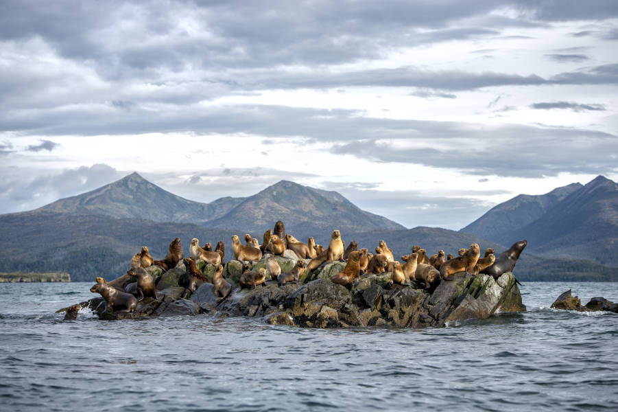 Dozens of South American sea lions stand on a rock formation in middle of the water at Tucker Islets in the Whiteside Channel.