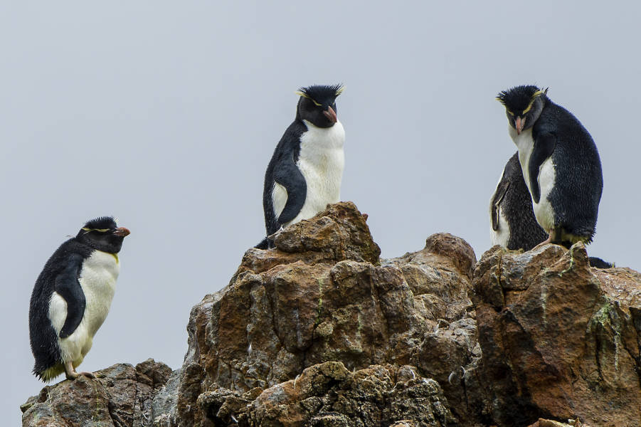 Southern rockhopper penguins stand on a rock at the Parry Fjord entrance at Almirantazgo Sound.