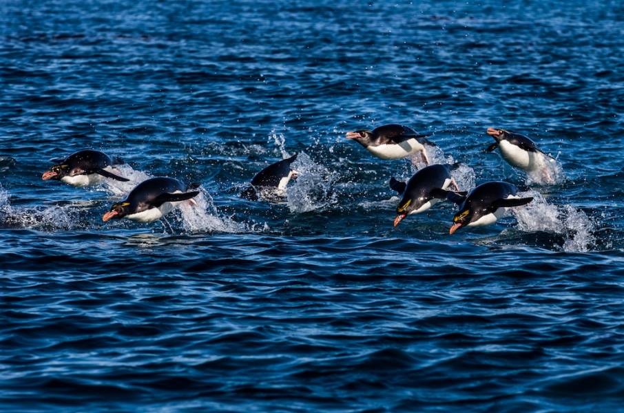 南乔治亚岛和南极半岛：企鹅之旅