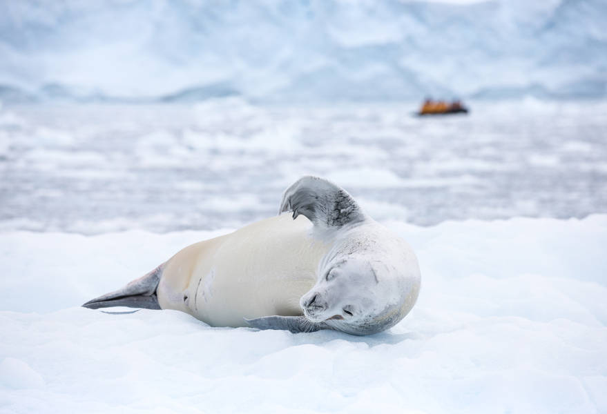 A single crabeater seal rests on a large icefloe. A zodiac can be seen in the distance on the top right angle of the image.