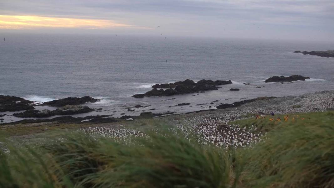 福克兰群岛（马尔维纳斯群岛）、南乔治亚岛、南极半岛：探险家与王企鹅