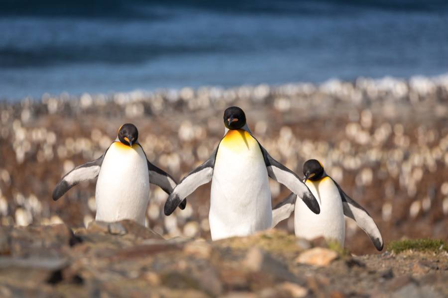 Three king penguins spread their wings at St. Andrew's Bay in South Georgia.