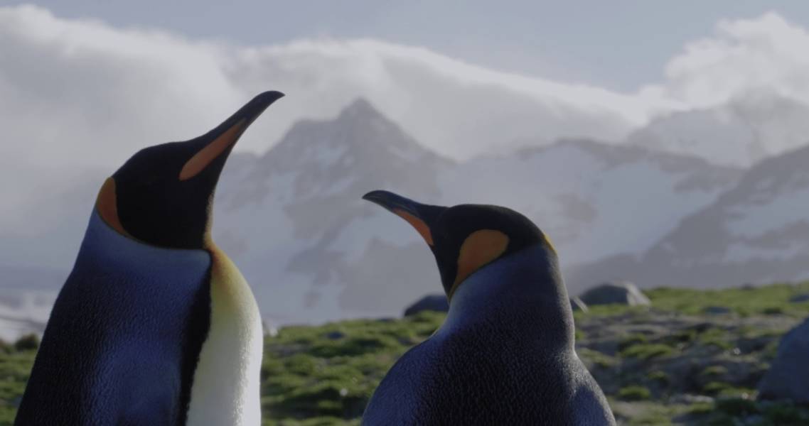 福克兰群岛（马尔维纳斯群岛）、南乔治亚岛、南极半岛：探险家与王企鹅