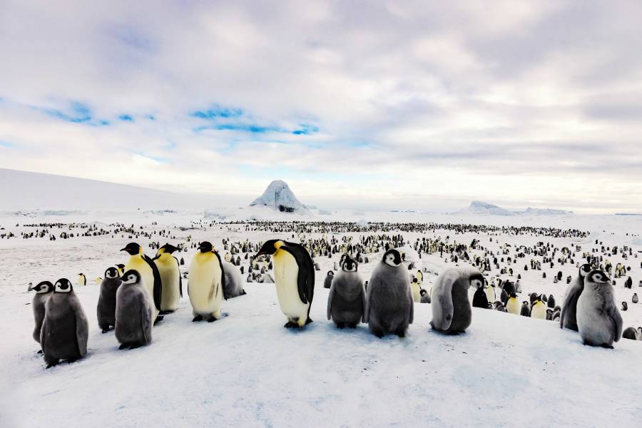 One of the world's largest colonies of Emperor penguins thrives at Snow Hill Island in the remote Weddell Sea of Antarctica.