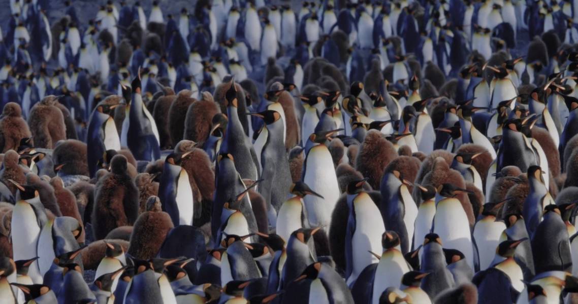 南乔治亚岛和南极半岛：企鹅之旅