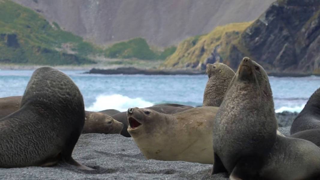 史诗般的南极：福克兰群岛（马尔维纳斯群岛）、南乔治亚岛以及穿越南极圈