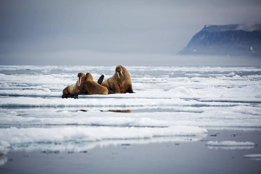 Two adult walruses and a cub on ice with a mountain in the background.