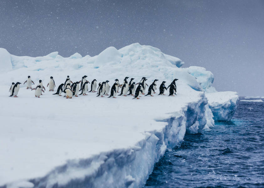 Penguins