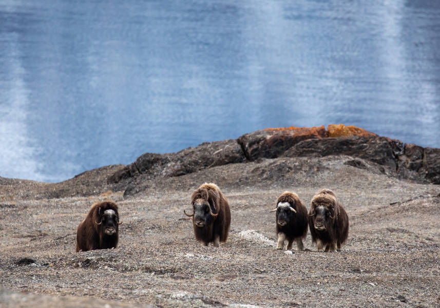 冰岛到格陵兰岛：日全食壮观上演