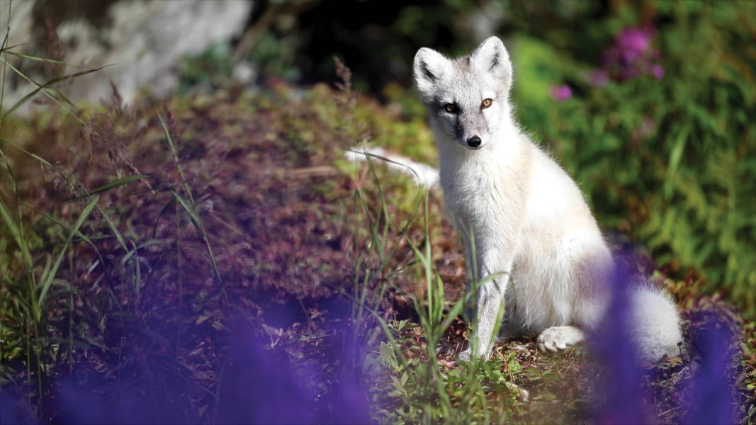 从格陵兰岛到纽芬兰：高山、野生动物、维京历史