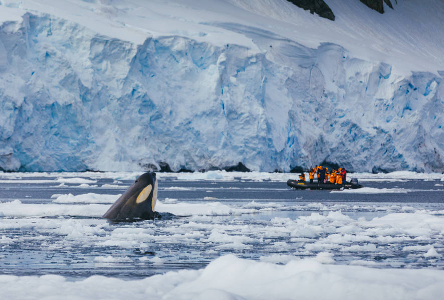 南极海洋哺乳动物：鲸与海豹的世界