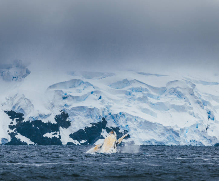 南极海洋哺乳动物：鲸与海豹的世界