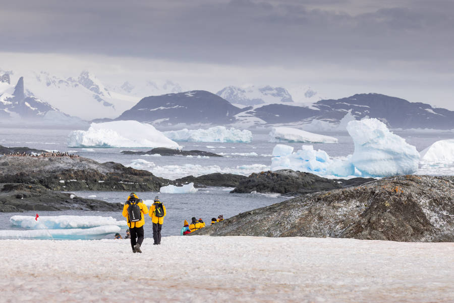 南极海洋哺乳动物：鲸与海豹的世界
