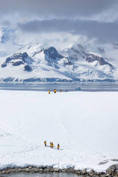 南极海洋哺乳动物：鲸与海豹的世界