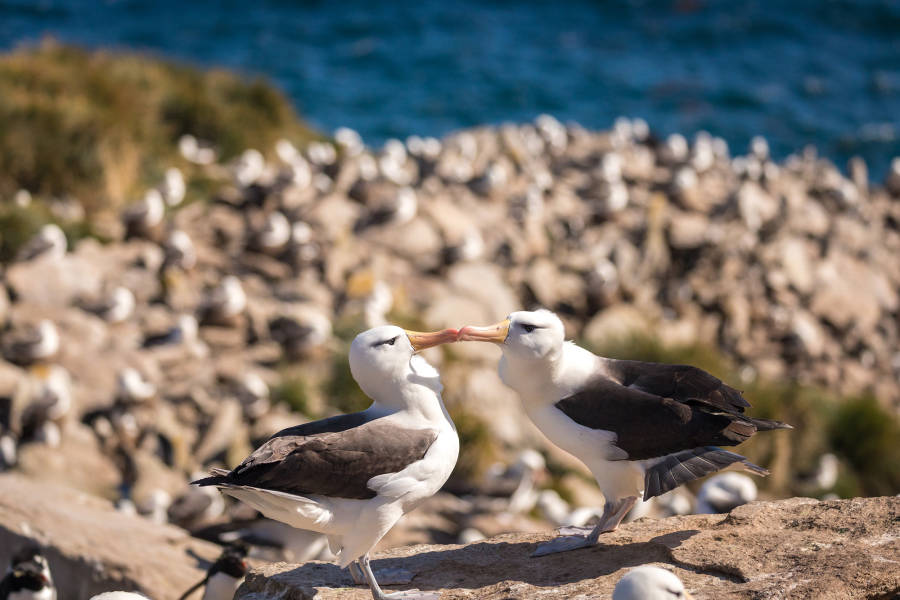 极南地区的企鹅: 福克兰群岛、南乔治亚岛、南极大陆
