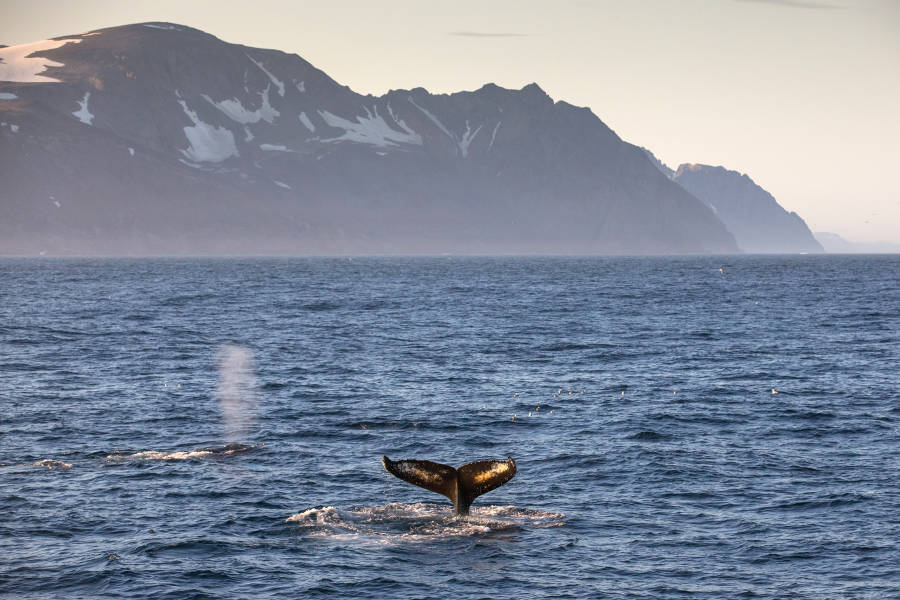 冰岛到格陵兰岛日全食，17 天