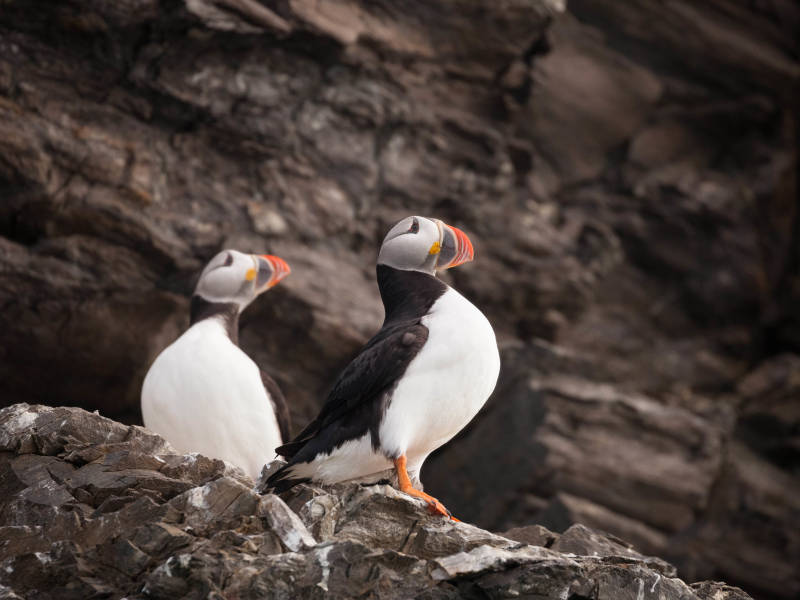 苏格兰到斯匹次卑尔根：海雀、海冰和野生动物