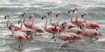 巴塔哥尼亚 (Patagonia)