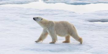 Polar bear in Svalbard
