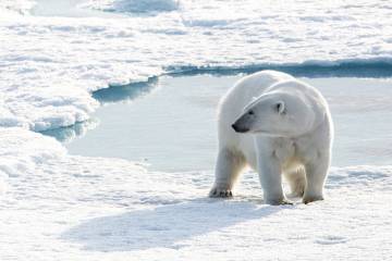 北极 (Arctic)