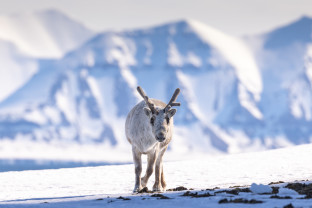 斯匹次卑尔根大环线：步入新阶段