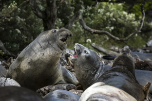 Two southern elephant seals with mouths wide open challenge each other in Jackson Bay, Almirantazgo Sound.
