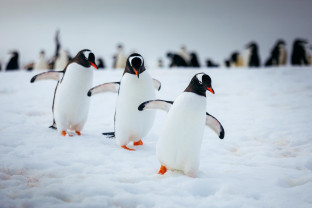 Three gentoo penguins walk in a line on the snow of the Antarctic Peninsula.