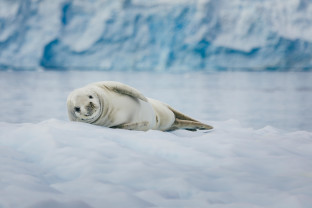 A crabeater seal lays on an iceberg in the waters of the Antarctic Peninsula.